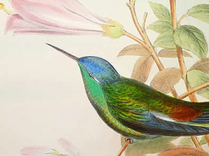 Michel de Montaigne Sabedoria dos animais