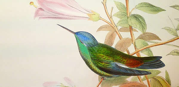 Michel de Montaigne Sabedoria dos animais