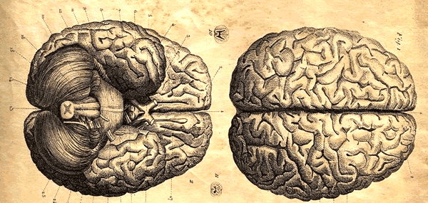 Cérebro - ciência e filosofia