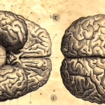 Cérebro - investigações filosóficas e científicas
