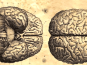 Cérebro - ciência e filosofia