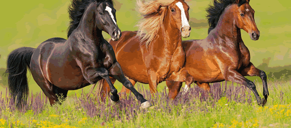wild-horses Taoismo - na não-ação, nada fica sem ser feito