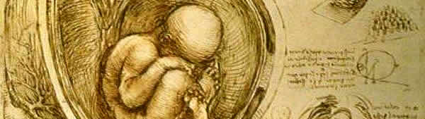 Embrião dentro do útero - Leonardo da Vinci